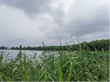 湖景龟情