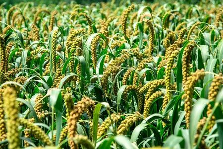 今日推荐山西大同新荣小杂粮之小米