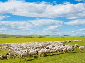 呼伦贝尔: 不可错过的辽阔草原和兴安秋色