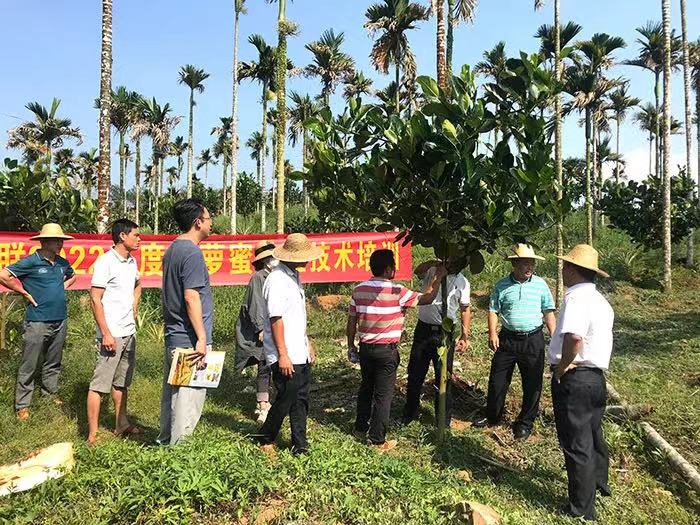 海南省侨联到帮扶点组织开展菠萝蜜种植技术培训 